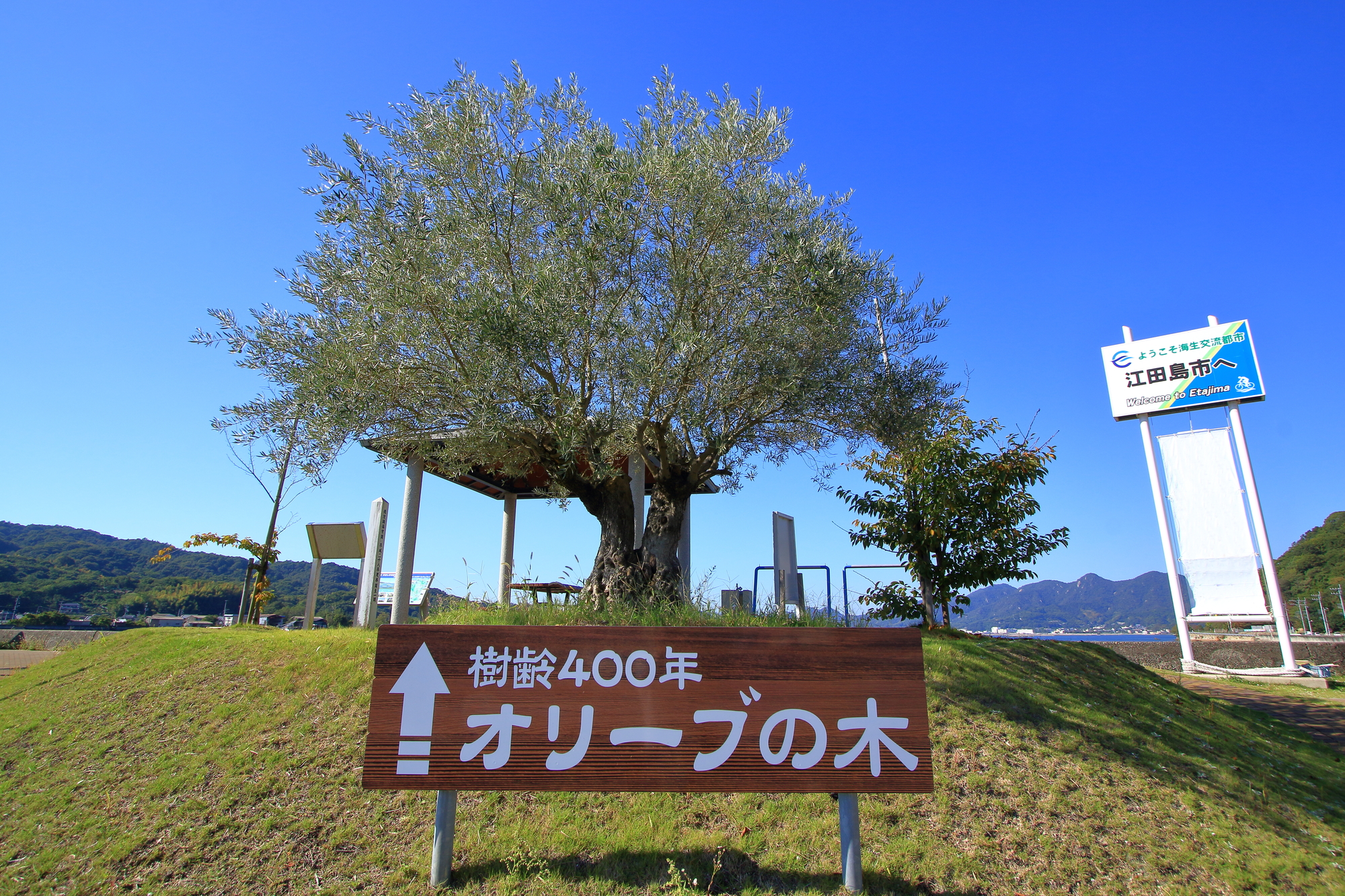 江田島オリーブファクトリーのオリーブ製品